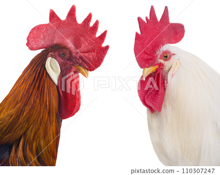 red and white rooster isolated on a white background red and white rooster isolated on a white background 110307247