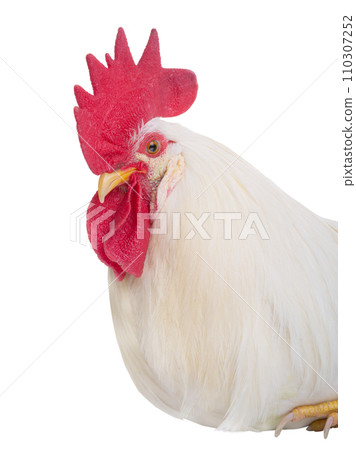 white rooster portrait isolated on a white background 110307252