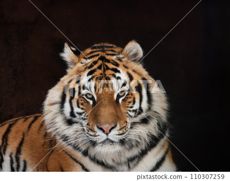 portrait of a tiger on a black background portrait of a tiger on a black background 110307259