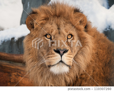 portrait of a lion on a blurred background portrait of a lion on a blurred background 110307260
