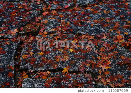 Autumn leaves 7222 110307669
