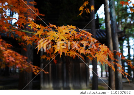 秋葉7263 110307692