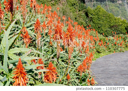 Aloe flowers Aloe flowers 110307775
