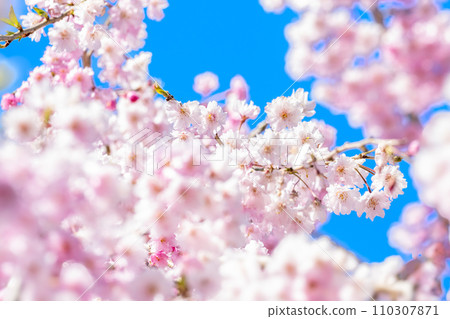 在溫柔的春日的背景下，美麗的櫻花柔和而明亮的圖像（藍天複製空間） 110307871