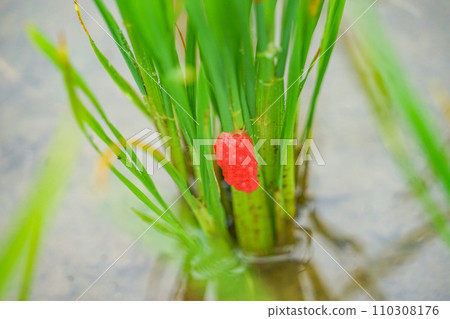 vietnamese snail eggs 110308176