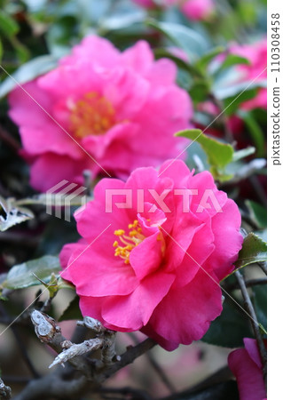 dark pink camellia 110308458