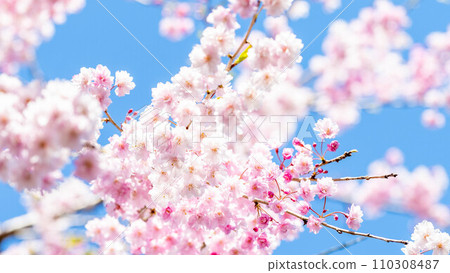 美麗的櫻花在柔和的春日的光輝下閃閃發光——柔和而明亮的形象 110308487