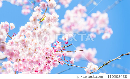 美麗的櫻花在柔和的春日的光輝下閃閃發光——柔和而明亮的形象 110308488