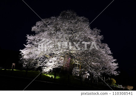 櫻醐醐 3492 110308541