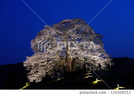 Daigo Sakura 3473 110308551