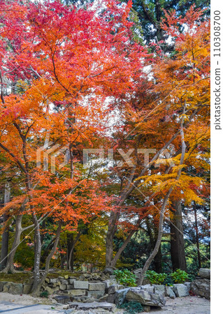 Autumn leaves in the precincts of Kawara Zenji Temple (Higashiomi City) Autumn leaves in the precincts of Kawara Zenji Temple (Higashiomi City) 110308700