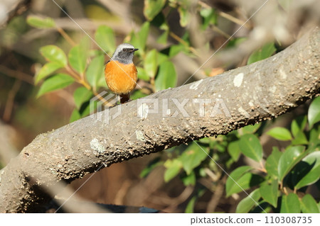 Daurian Redstart, a cute little bird with an orange body, black feathers, and white spots 110308735