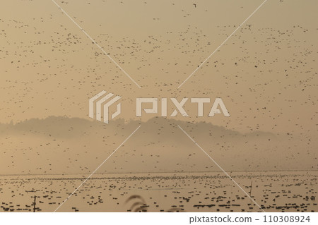 一大群從大沼澤里飛出來的鴨子 110308924