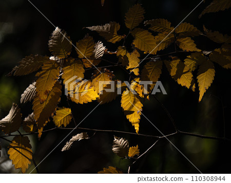 樹葉接受冬天的光線，冬天的顏色 110308944