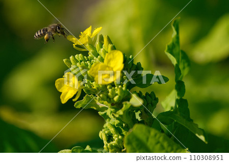強姦鮮花和蜜蜂 強姦鮮花和蜜蜂 110308951