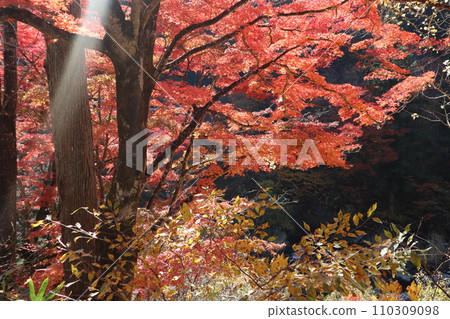 Arbor wrapped in autumn leaves, autumn leaves, maple, mountains, Ina-cho, Toyota City, autumn leaves viewing, autumn walk, windy suspension bridge 110309098