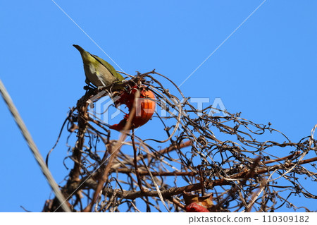 A white-eye that loves sweet fruits and pecks at ripe red persimmons. 110309182