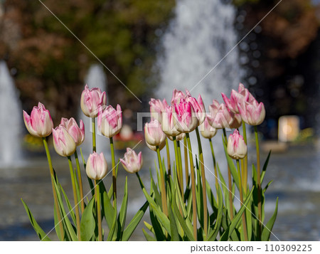 冬天的晴天：公園噴泉廣場盛開的冰鬱金香（東京都台東區上野公園） 110309225