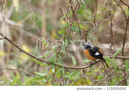 Daurian Redstart, a cute little bird with an orange body, black feathers, and white spots 110309268