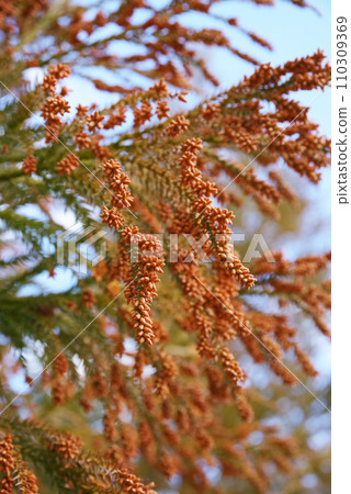 [Pollin allergy image material] Cedar pollen and male cedar flowers before scattering 110309369