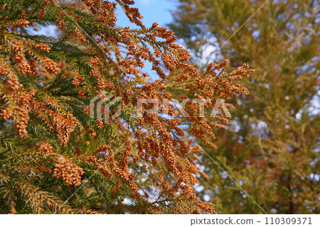 [Pollin allergy image material] Cedar pollen and male cedar flowers before scattering 110309371