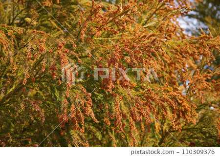 [Pollin allergy image material] Cedar pollen and male cedar flowers before scattering 110309376
