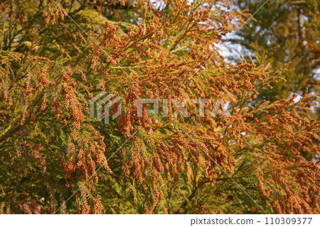 [Pollin allergy image material] Cedar pollen and male cedar flowers before scattering 110309377