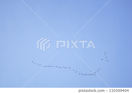 A flight of geese forming the letter V in the blue sky A flight of geese forming the letter V in the blue sky 110309404