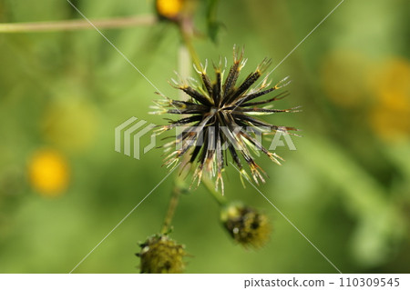 Sendangusa, a sticking bug that asks you to carry seeds about clothes Sendangusa, a sticking bug that asks you to carry seeds about clothes 110309545