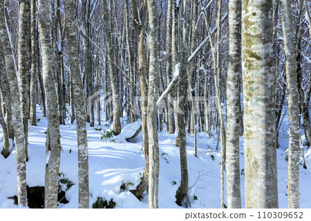 Tazawako plateau in winter, beech forest, snowy landscape 110309652
