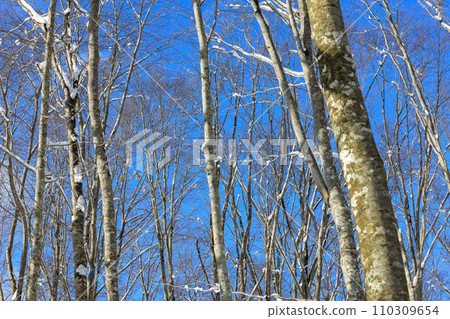 Tazawako plateau in winter, beech forest, snowy landscape Tazawako plateau in winter, beech forest, snowy landscape 110309654