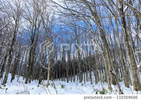 冬天的田澤湖高原,山毛櫸林,雪景 冬天的田澤湖高原,山毛櫸林,雪景 110309686