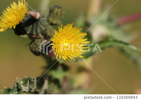 Yellow staghorn flowers blooming in the winter field Yellow staghorn flowers blooming in the winter field 110309843