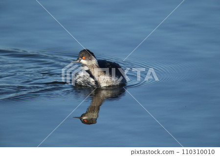 一隻穿著冬季羽毛的黑嘴鸊鷉,紅眼在水面上游泳 一隻穿著冬季羽毛的黑嘴鸊鷉,紅眼在水面上游泳 110310010