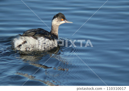 一隻穿著冬季羽毛的黑嘴鸊鷉，紅眼在水面上游泳 110310017