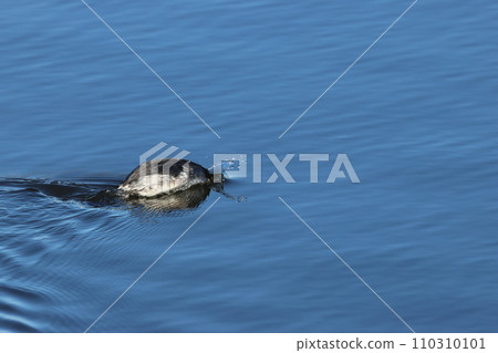 一隻穿著冬季羽毛的黑嘴鸊鷉，紅眼在水面上游泳 110310101