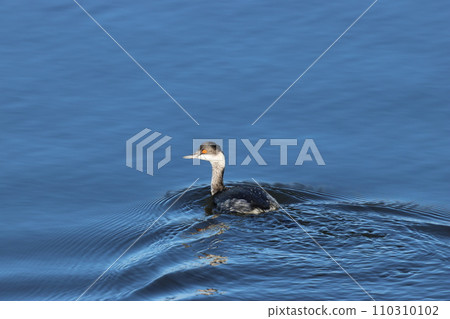 A black-billed grebe in winter plumage swimming on the water surface with red eyes A black-billed grebe in winter plumage swimming on the water surface with red eyes 110310102