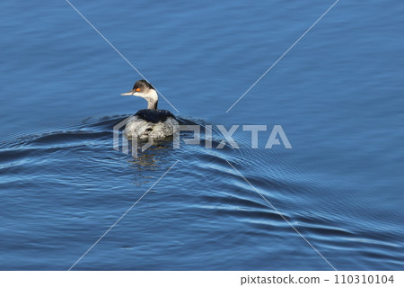 A black-billed grebe in winter plumage swimming on the water surface with red eyes A black-billed grebe in winter plumage swimming on the water surface with red eyes 110310104