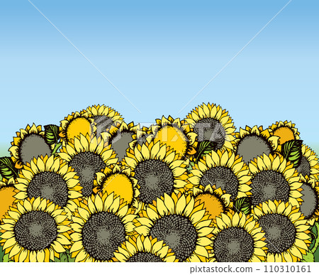 Vector illustration. Sunflowers Vector illustration. Sunflowers 110310161