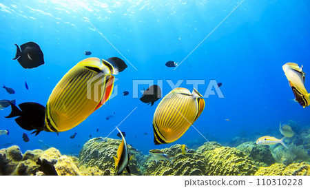 Nishihama Beach underwater photography of Okinawa Akajima Nishihama Beach underwater photography of Okinawa Akajima 110310228