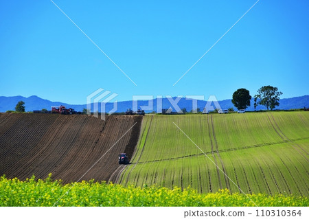 Hill in Biei Town, Hokkaido, landscape of field crops with parent and child trees Hill in Biei Town, Hokkaido, landscape of field crops with parent and child trees 110310364