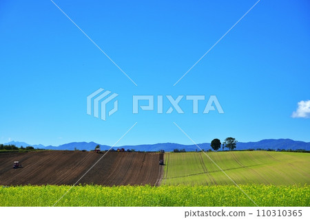 北海道美瑛鎮山，大田作物景觀，有親子樹 110310365