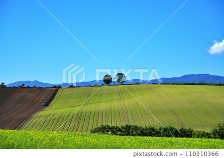 北海道美瑛鎮山，大田作物景觀，有親子樹 110310366