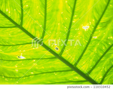 Leaves with beautiful veins Leaves with beautiful veins 110310452