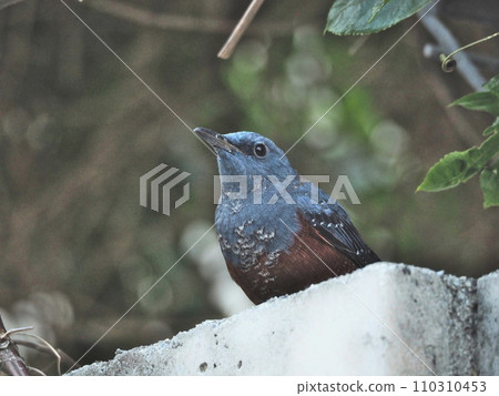 A brown-spotted bulbul looking up 110310453