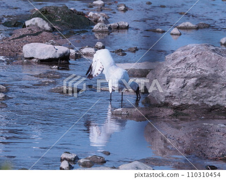 Black-faced spoonbill showing off its wings 110310454