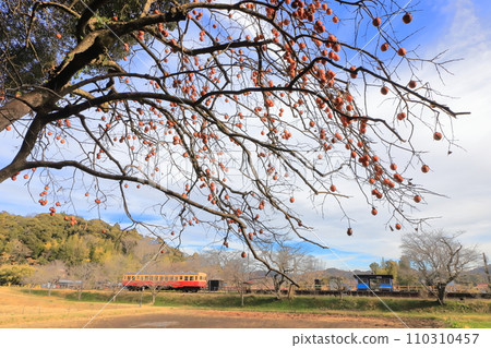 冬季小湊鐵道「飯急站」的里山風景與柿子 冬季小湊鐵道「飯急站」的里山風景與柿子 110310457