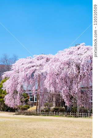 市原學校的分枝櫻花 110310509