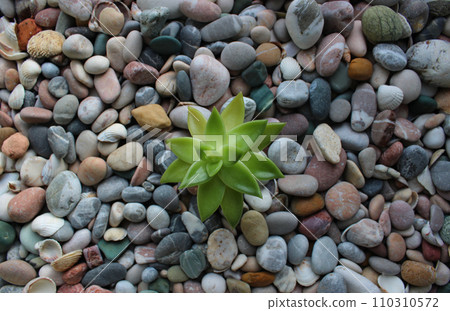 A lone sprout breaks through the rocky ground top view concept photo for backgrounds  110310572