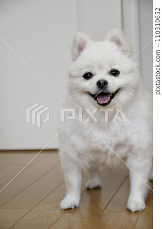 白色博美犬 110310652